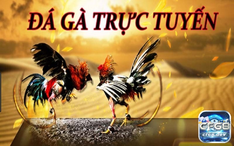 Cùng CF68 tìm hiểu về đá gà trực tuyến là gì nhé